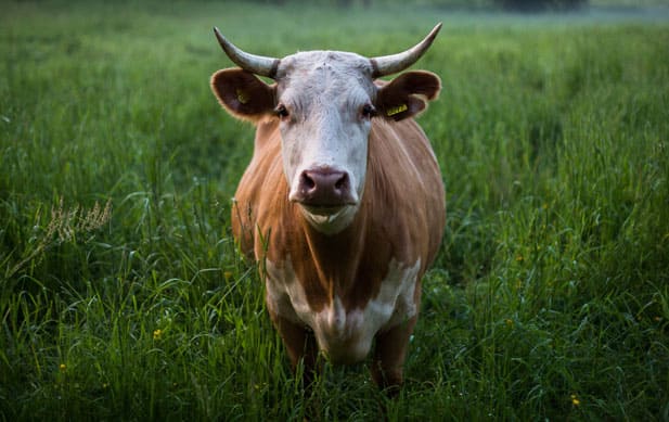 Accord avec les Etats-Unis sur les importations de bœuf sans hormones : clarifications